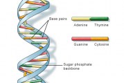 کاشف رمز DNA: سی سال بیخدا بودم، اکنون به وجود خدا اعتقاد دارم
