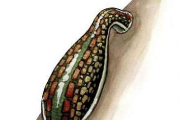 معرفی زالودرمانی