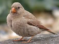 کوته‌بینی داروین نظریه‌اش را نابود می‌کند + فیلم و تصاویر // در حال ویرایش