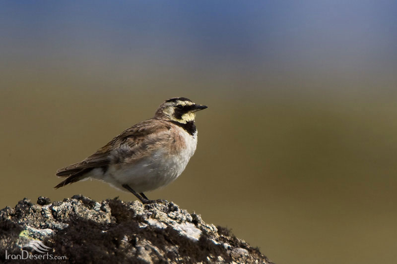 کوته‌بینی داروین نظریه‌اش را نابود می‌کند + فیلم و تصاویر // در حال ویرایش